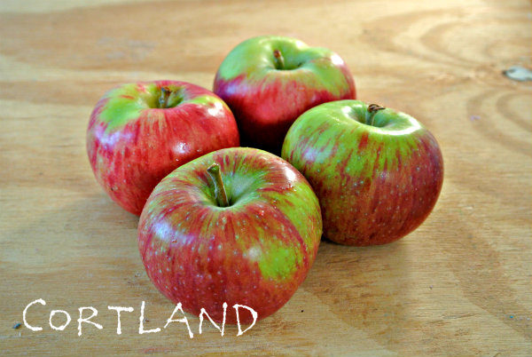 Cortland-Apples