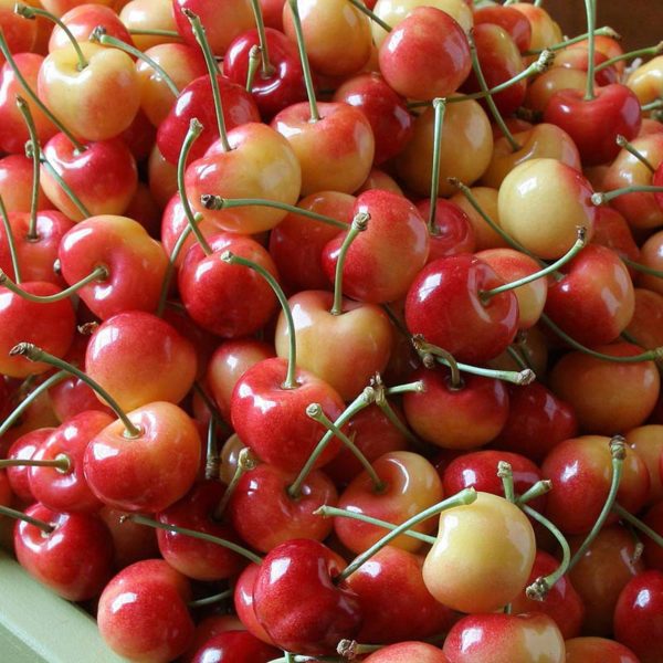 rainier-cherries