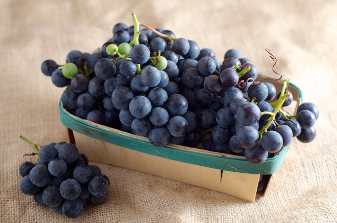 Concord grapes | Orchard Fresh Fruit